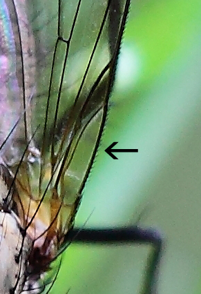 Anthomyiidae?